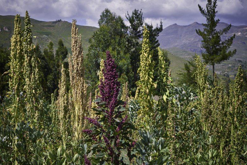 las plantaciones de la Quínoa y Amaranto
