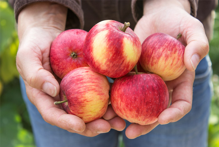 apples-promote-molecule-and-enzyme-reactions
