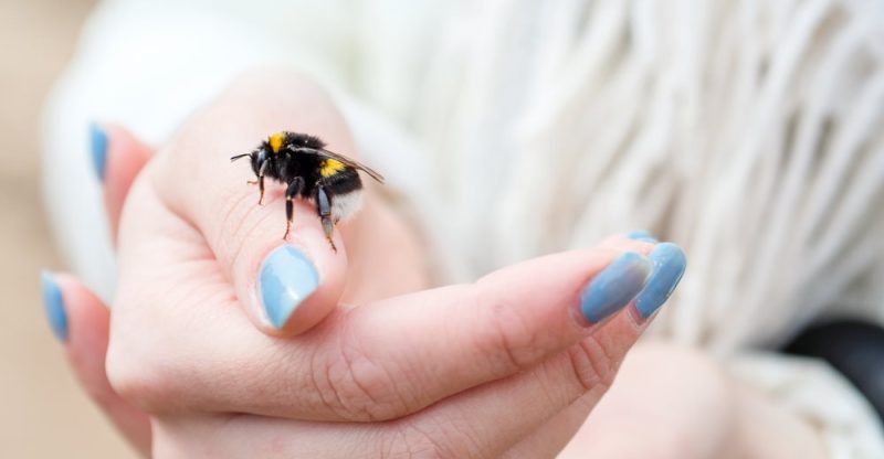 Bee sitting
