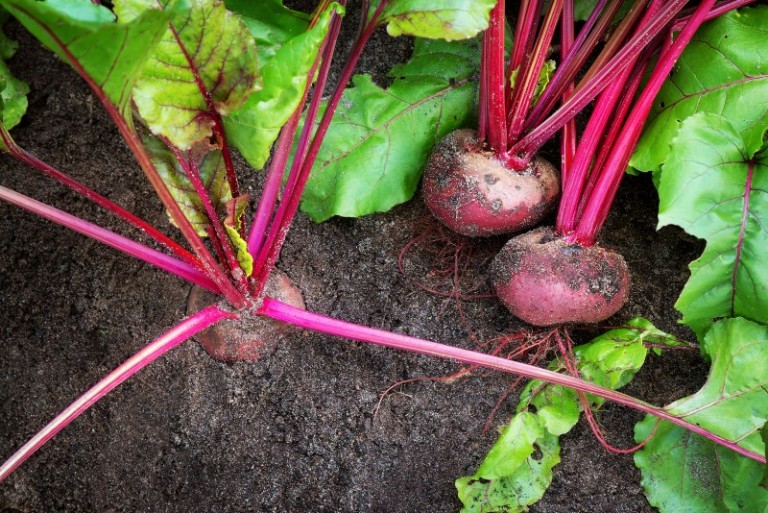 25 EvidenceBased Benefits of Beets WellBeing Secrets