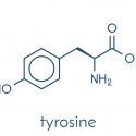 Benefits-of-L-Tyrosine