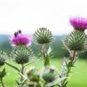 Benefits of Milk Thistle