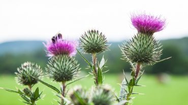 Benefits of Milk Thistle