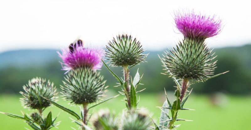 Benefits of Milk Thistle
