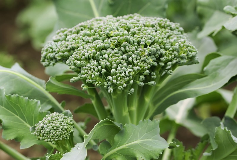 Broccoli Nutritional Facts