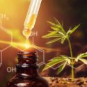 Cannabis CBD oil