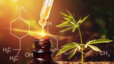 Cannabis CBD oil