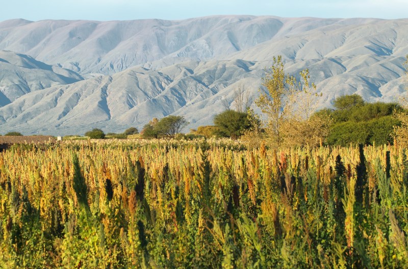 Domestication of Quinoa