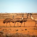 Emu oil