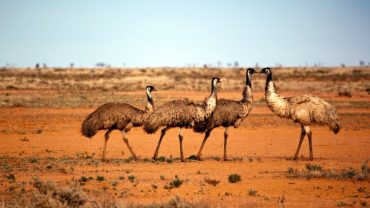 Emu oil