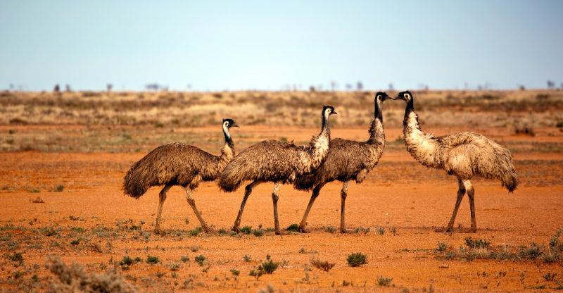 Emu oil