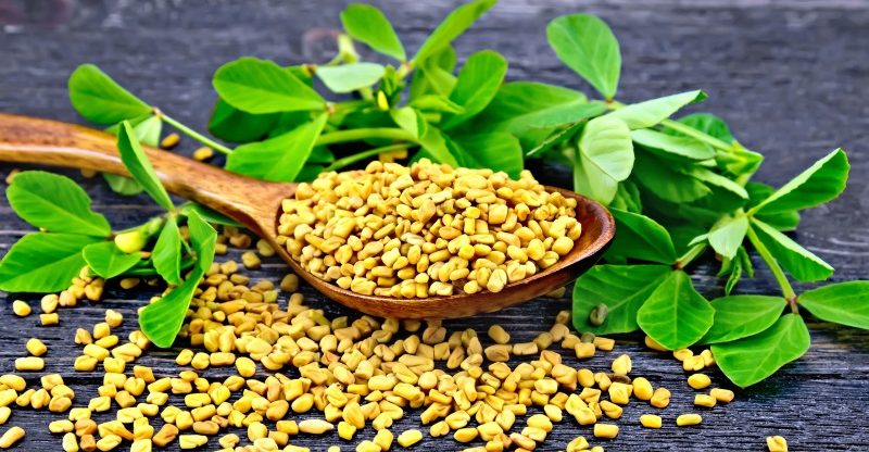 Fenugreek Benefits