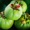 Garcinia Cambogia fruit