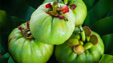 Garcinia Cambogia fruit