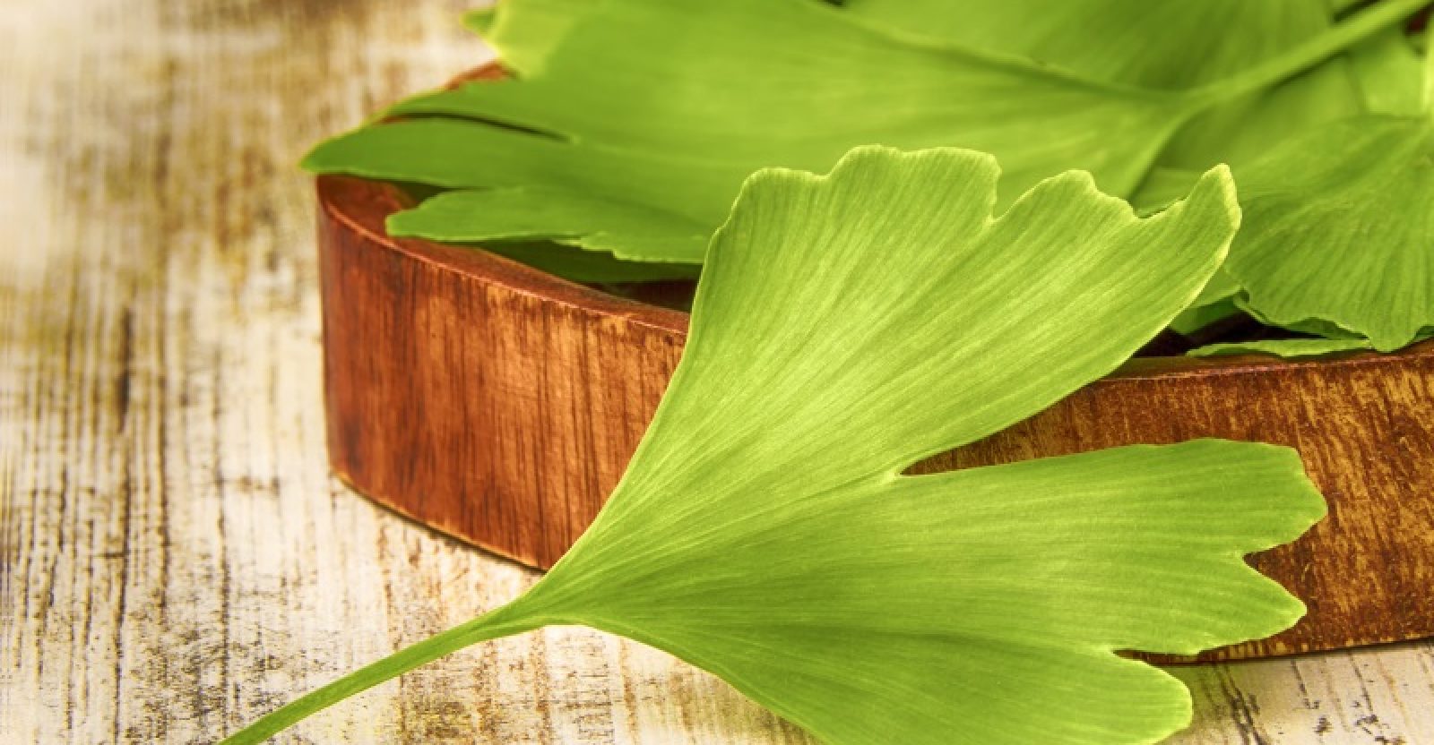 22 evidence based benefits of ginkgo biloba well being secrets