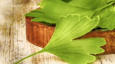 Ginkgo Biloba Benefits