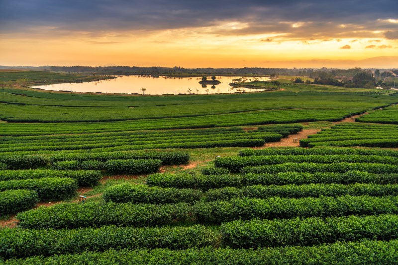 green-tea-varieties