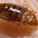 home-remedies-for-bed-bugs