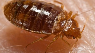 home-remedies-for-bed-bugs