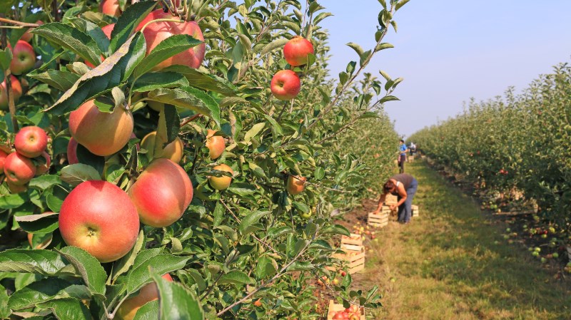 how-apples-grow