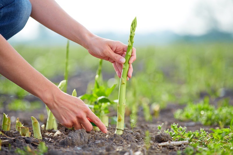 How Asparagus Grows