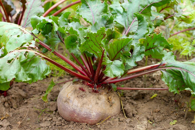 how-beets-grow