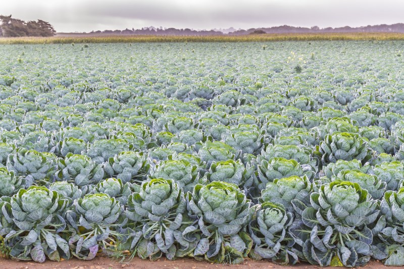 how-brussels-sprouts-grow