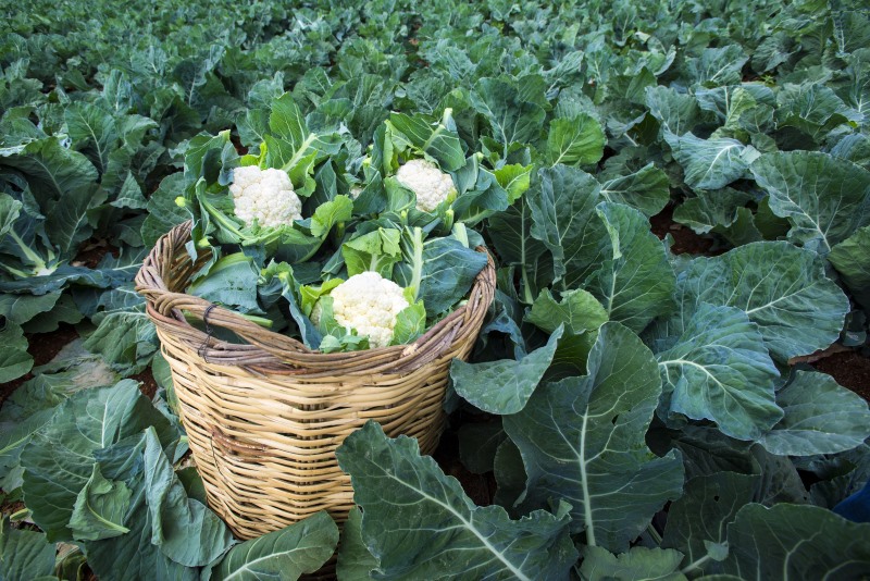 How Cauliflower Grows