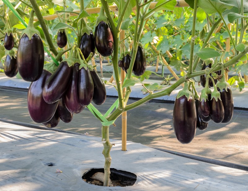 How Eggplant Grows.