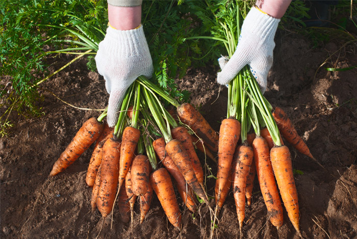 how-it-grows-carrots