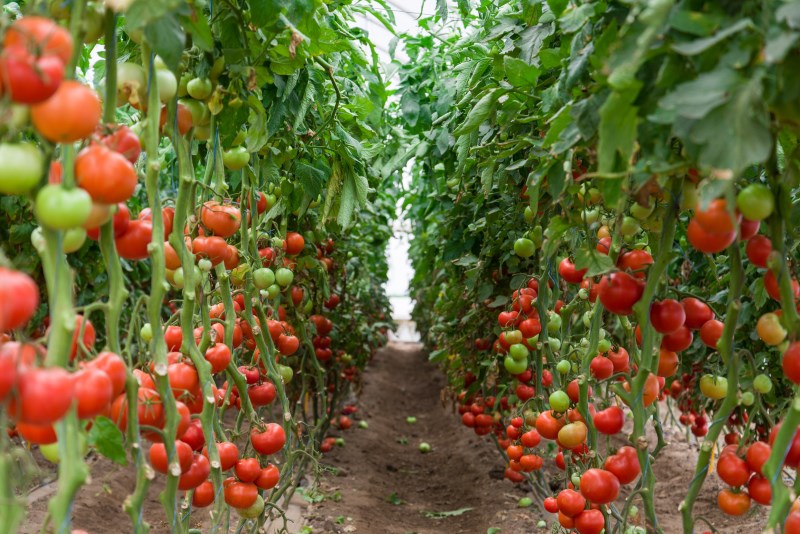 how-it-grows-tomatoes