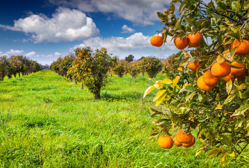 how-oranges-grow