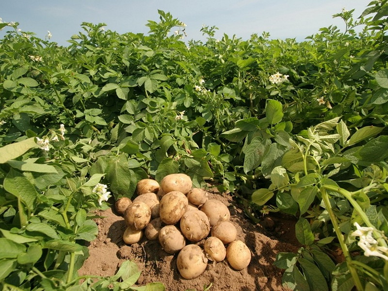how-potatoes-grow