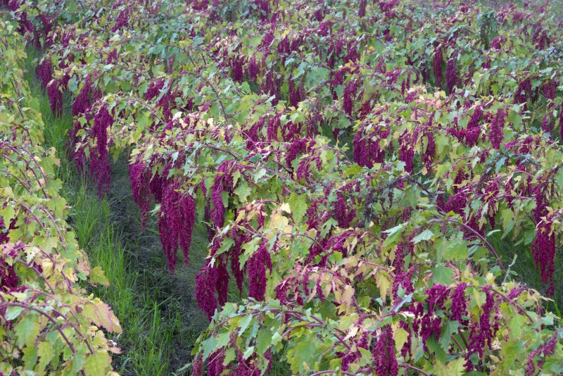 How Quinoa Grows