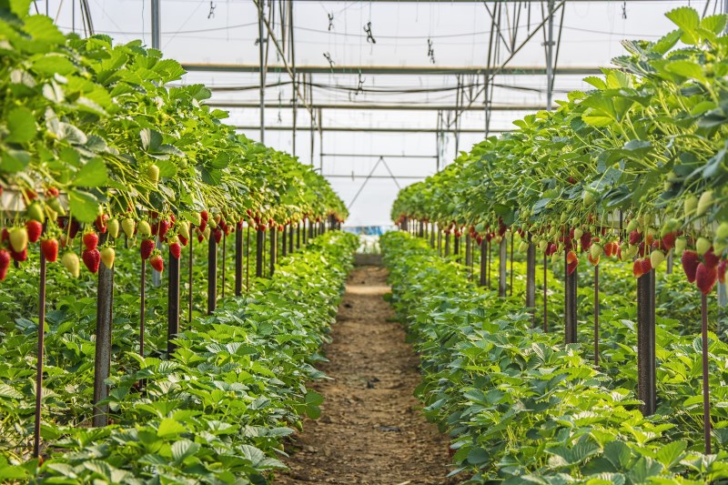 how-strawberries-grow