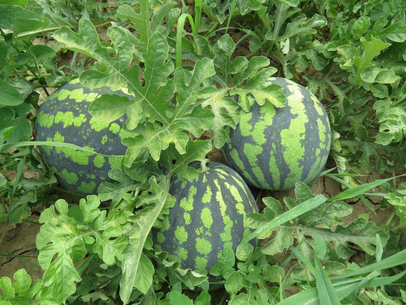 how-watermelon-grows