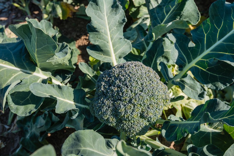 How broccoli Grows