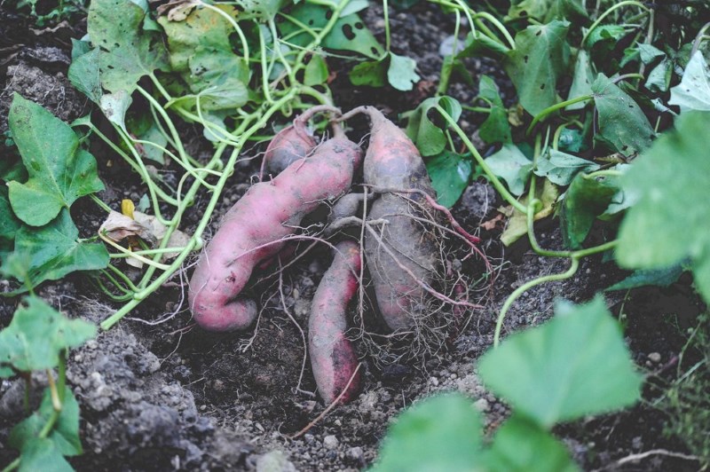 how-it-grows-sweet-potatoes