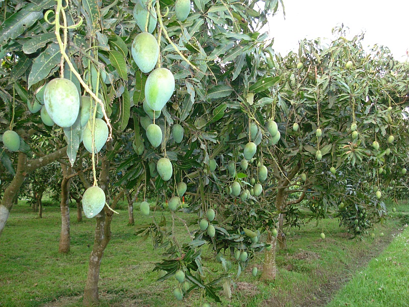 how-mango-grows