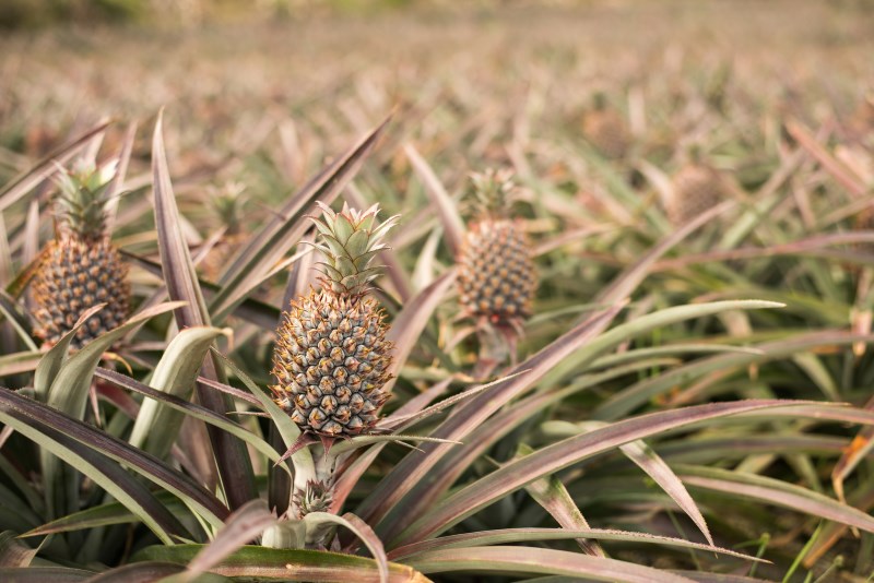 How pineapple grows