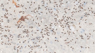How to Get Rid of Ants Fast and Naturally
