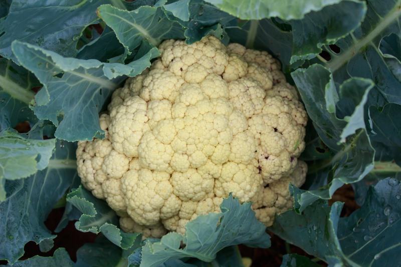 Interesting Facts about cauliflower