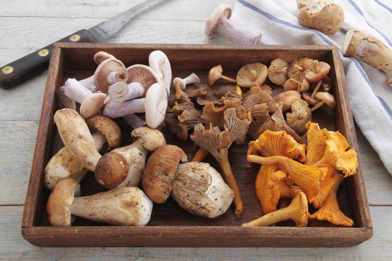 Mushrooms can Help You Look Younger