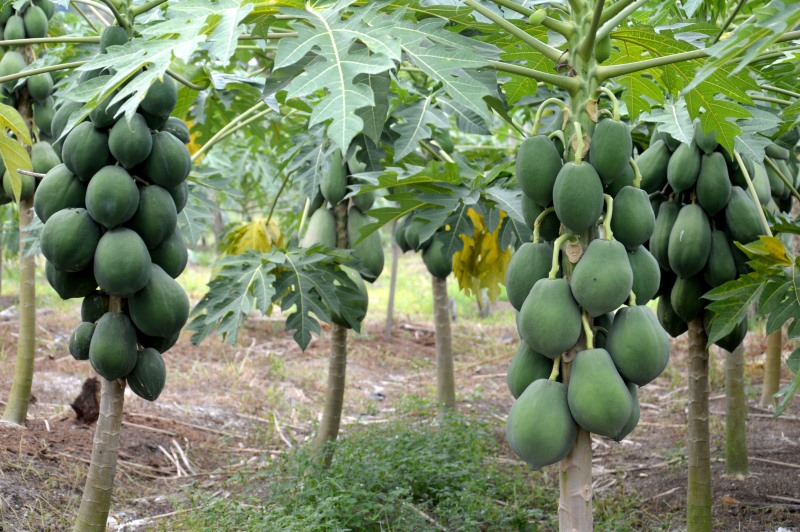 Papaya Plantation