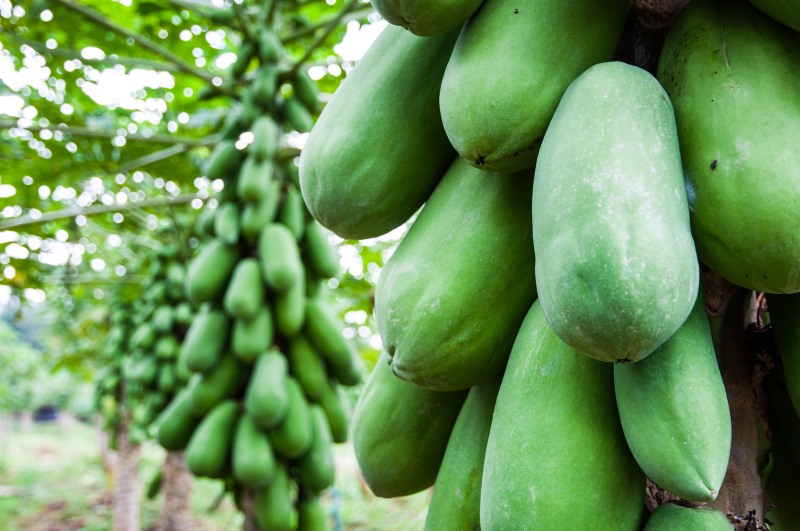Papayas Growing on a Tree