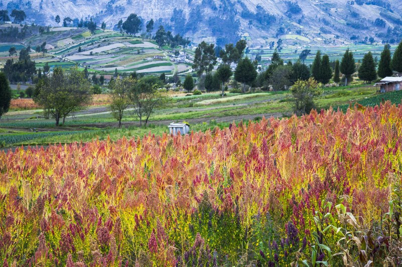 Quinoa Is Not Actually A Grain At All