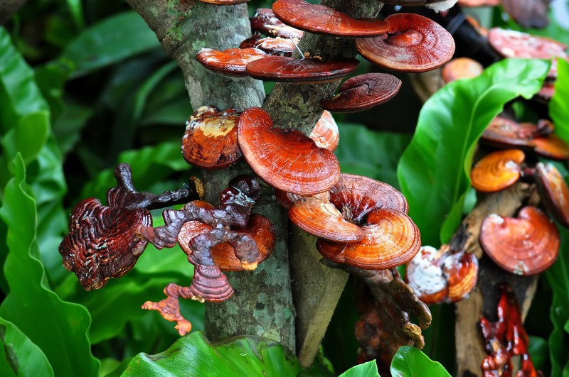 Reishi Mushrooms Superfood