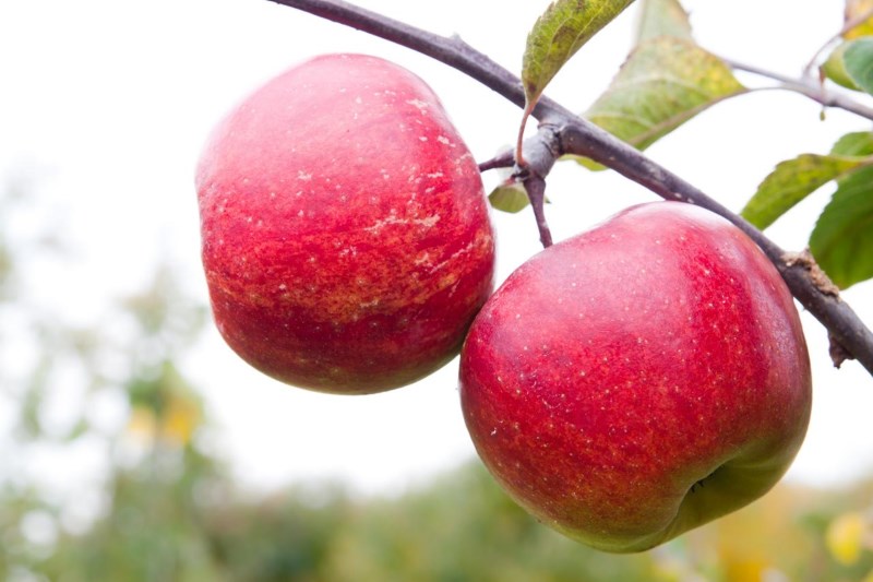 rome-apples