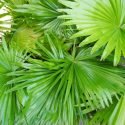 Saw Palmetto Benefits