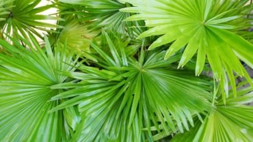 Saw Palmetto Benefits